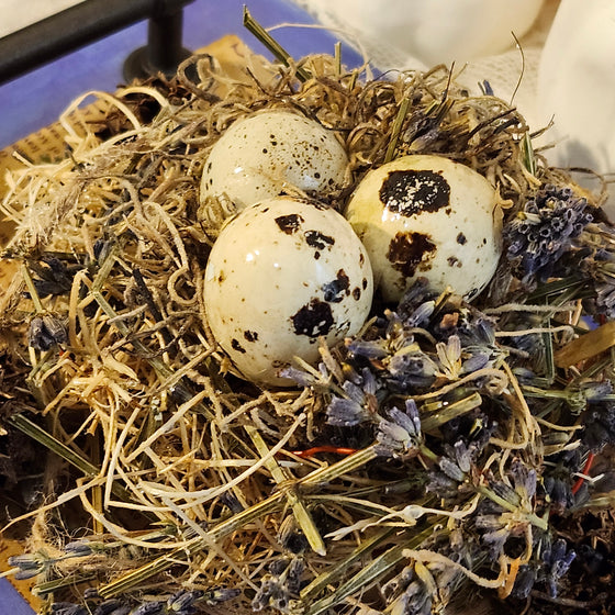 Quail eggs bird nest